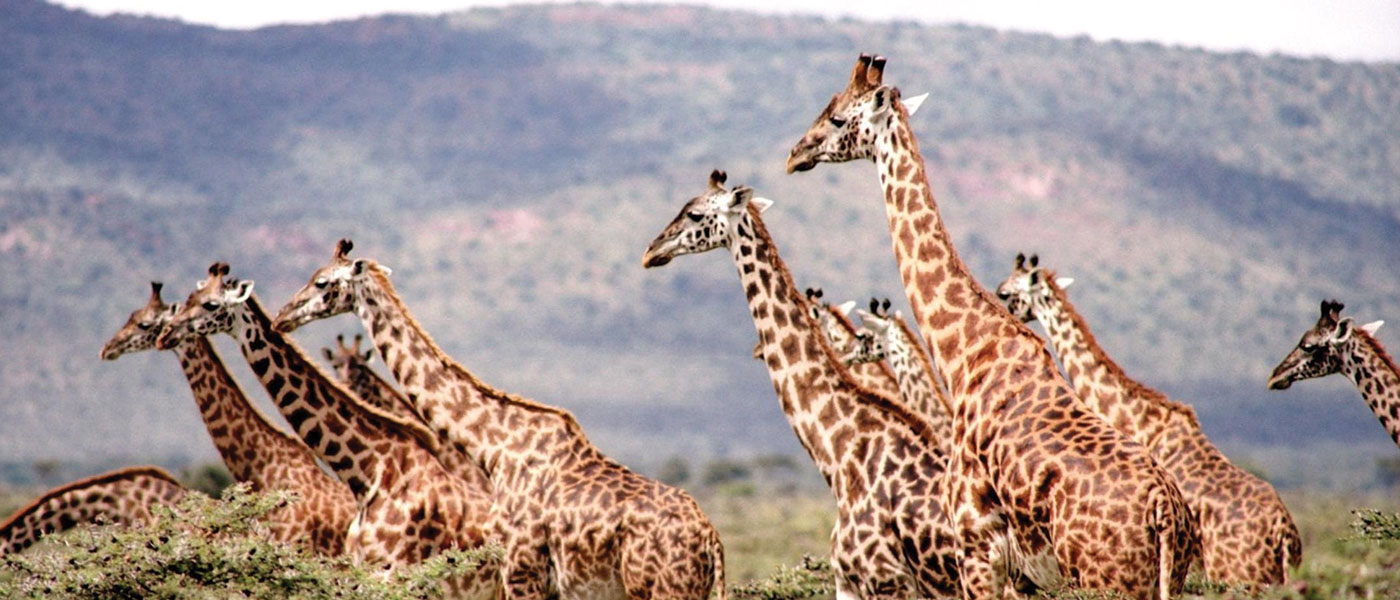 nearly a dozen giraffes walking across the savannah