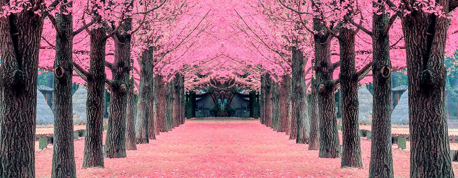 trees blooming with pink flowers