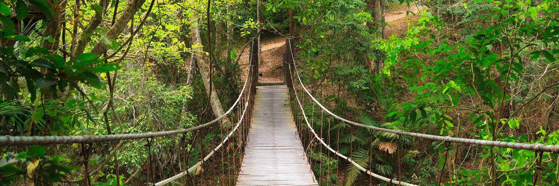 bridge to the jungle in Khao Yai national park, Thailand