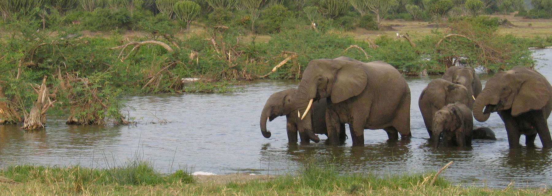 elephants in a watering hole
